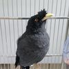 小小的烏豆鳥