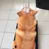 奶茶花