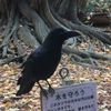 芒果青