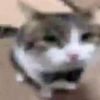 虹醬