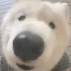 不應該啊