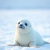 雪豹