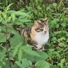 neko