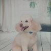 小飞鼠