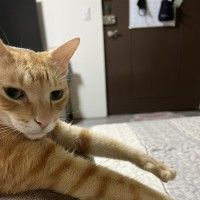 金萱草