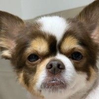 攸青