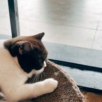 懶散的悠兒