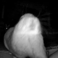 Lapin