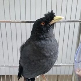 小小的烏豆鳥