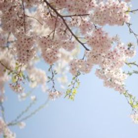 夏言