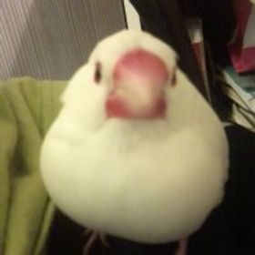 茶茶