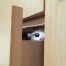 卿諾肆