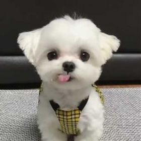 Ghptie