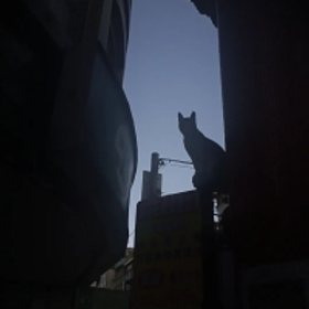 枳枳