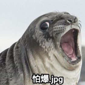 yo-yo柚