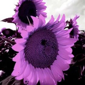 Purple Laediie AF