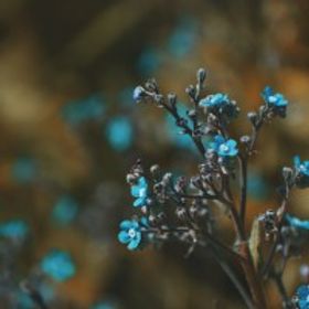 溫帶雨林