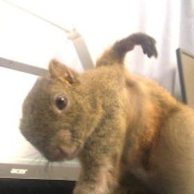 薰衣草
