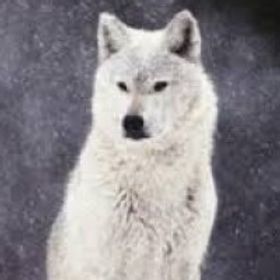 Wolfe