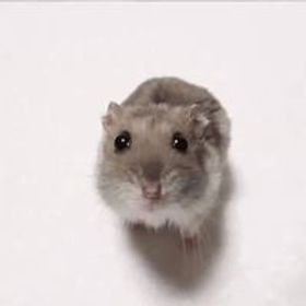 南宮蘭