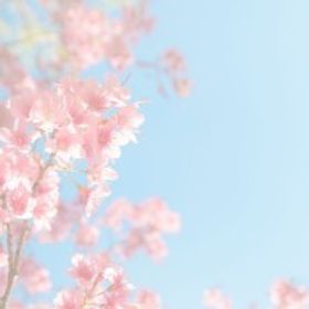 白茶