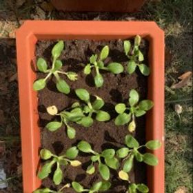 點點藍喵