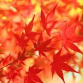 憂無秋