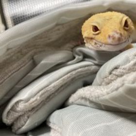 莎拉沙拉