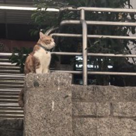 曦
