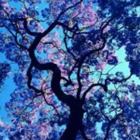 藍花楹