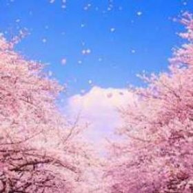 血櫻花