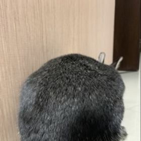 慵懶兔