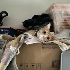 羽離