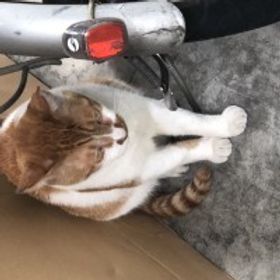 安南
