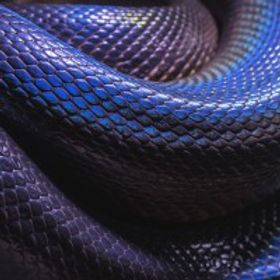 狂蛇Snake