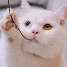 奈虹靈波