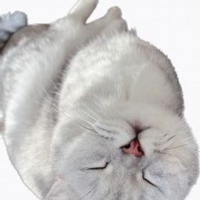 小小