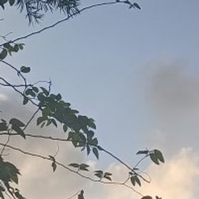绿色乌龙茶