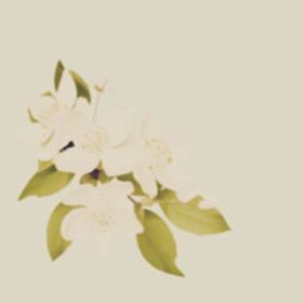 觴郎