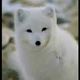 雪狐