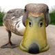 Always be a DUCK
