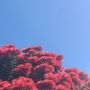 挑戰者 RampantStrawberry