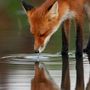 Challengers ElusiveFox