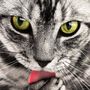 挑戰者 肯尼老猫