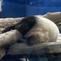 挑戰者 腥霜