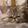 挑戰者 阿賴耶