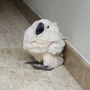 挑戰者 紙兒